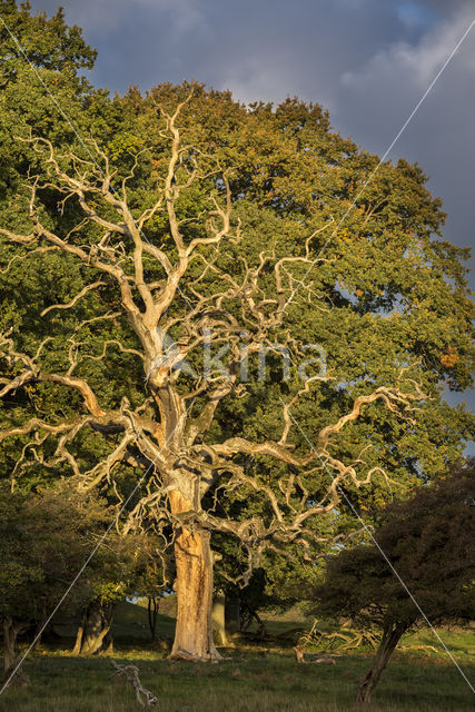 Zomereik (Quercus robur)