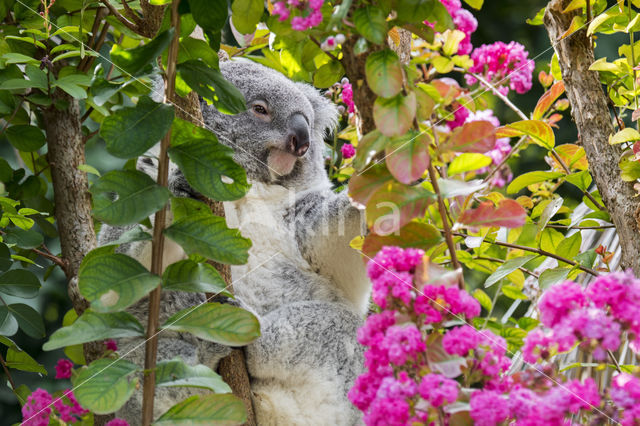 Koala (Phascolarctos cinereus)