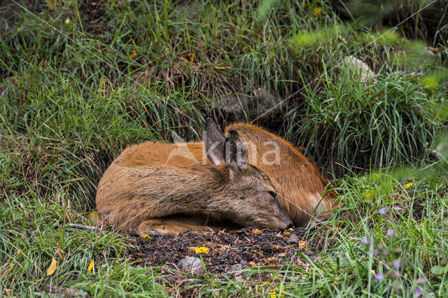 Roe Deer (Capreolus capreolus)