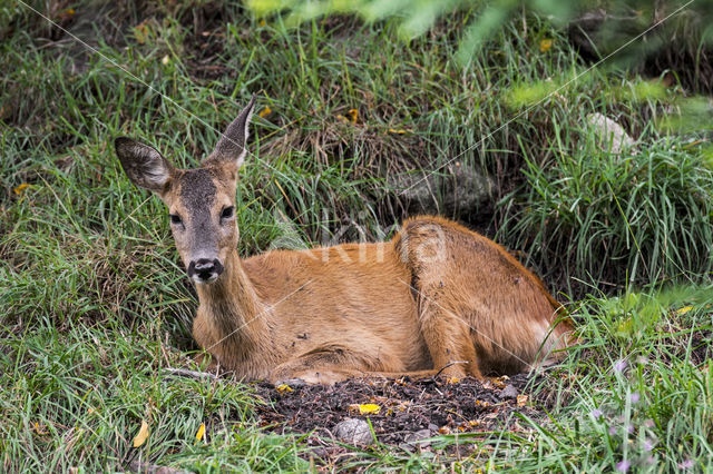 Roe Deer (Capreolus capreolus)