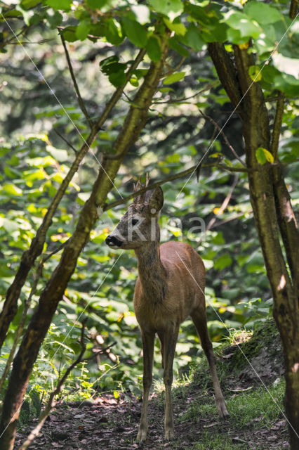 Roe Deer (Capreolus capreolus)