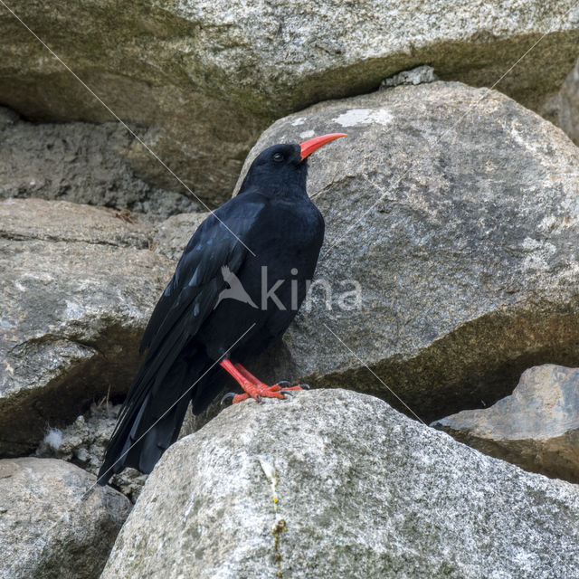 Red-billed Chough (Pyrrhocorax pyrrhocorax)