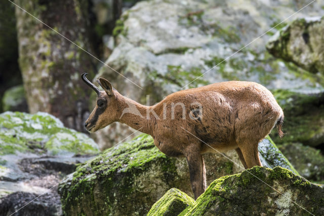 Pyrenean chamois (Rupicapra pyrenaica)