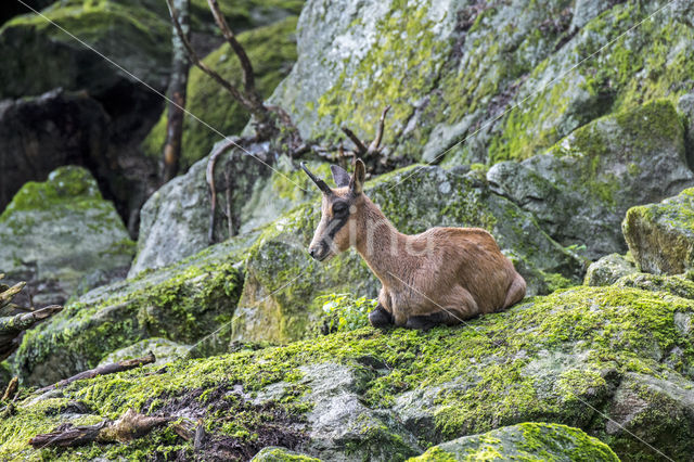 Pyrenean chamois (Rupicapra pyrenaica)