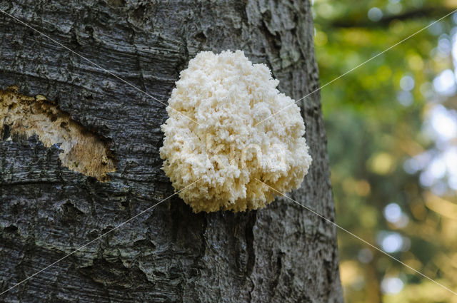 Coral tooth (Hericium coralloides)