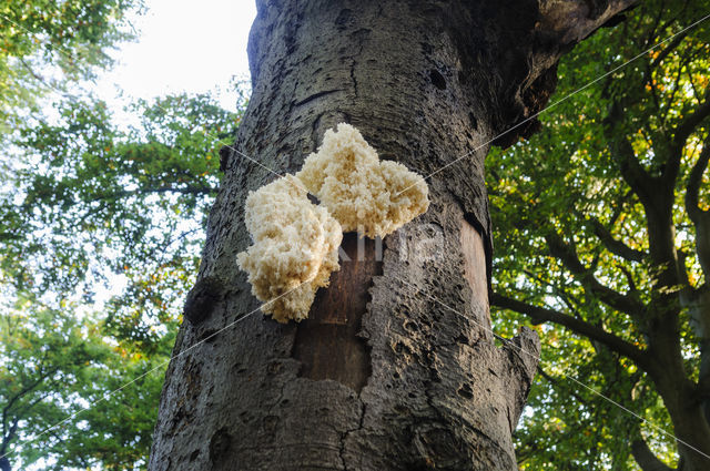 Coral tooth (Hericium coralloides)