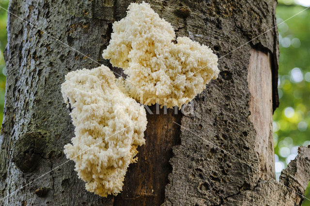 Coral tooth (Hericium coralloides)