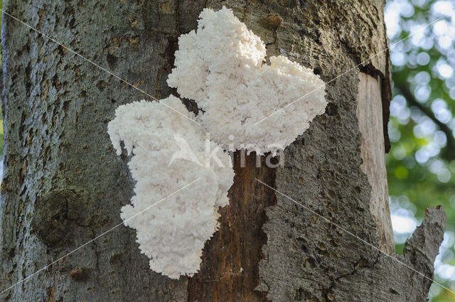 Kammetjesstekelzwam (Hericium coralloides)