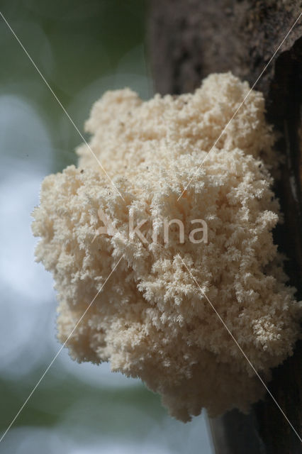 Coral tooth (Hericium coralloides)