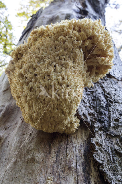 Coral tooth (Hericium coralloides)