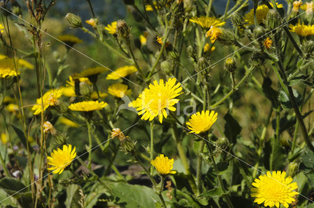 Amplexicaul Hawkweed (Hieracium amplexicaule)