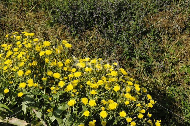 Amplexicaul Hawkweed (Hieracium amplexicaule)