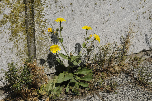 Amplexicaul Hawkweed (Hieracium amplexicaule)