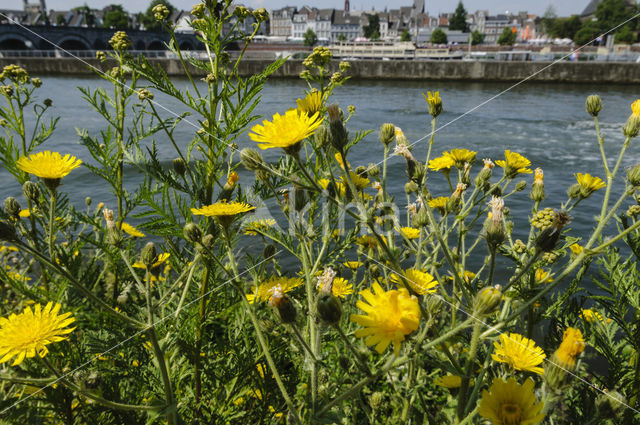 Amplexicaul Hawkweed (Hieracium amplexicaule)