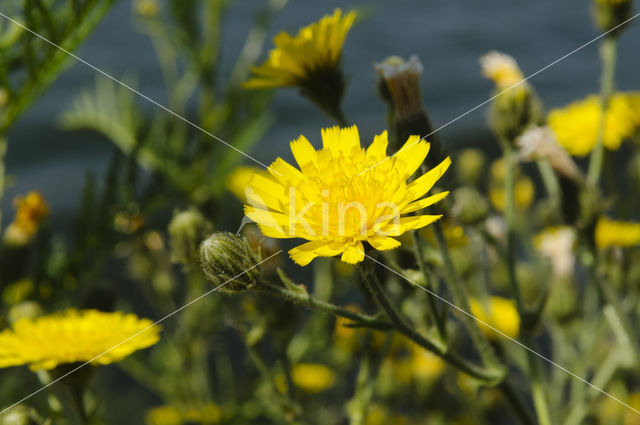 Stengelomvattend havikskruid (Hieracium amplexicaule)