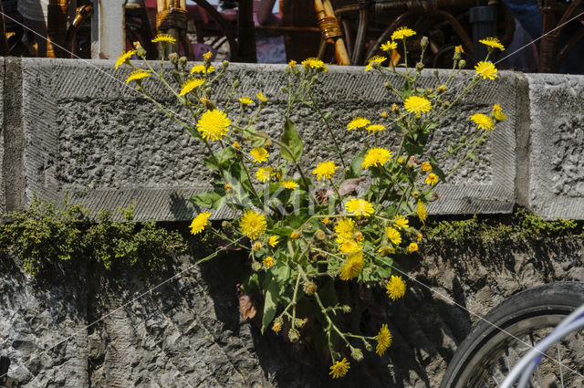 Amplexicaul Hawkweed (Hieracium amplexicaule)