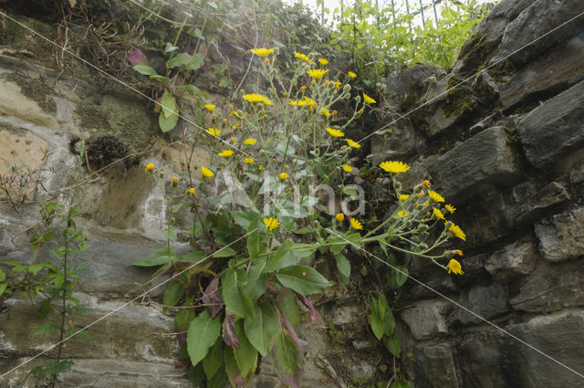 Amplexicaul Hawkweed (Hieracium amplexicaule)