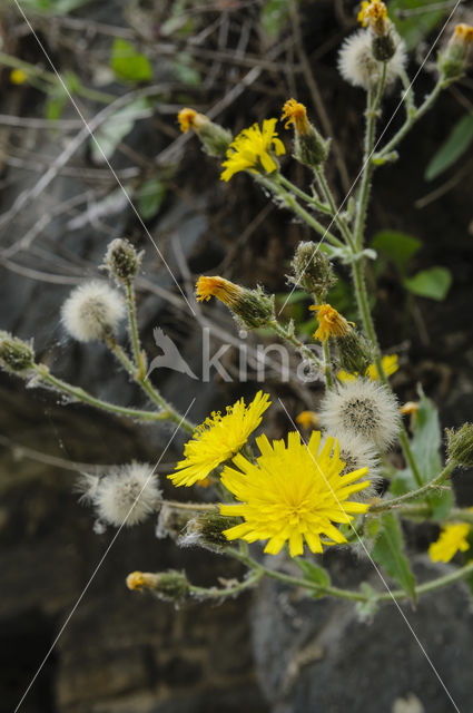 Amplexicaul Hawkweed (Hieracium amplexicaule)