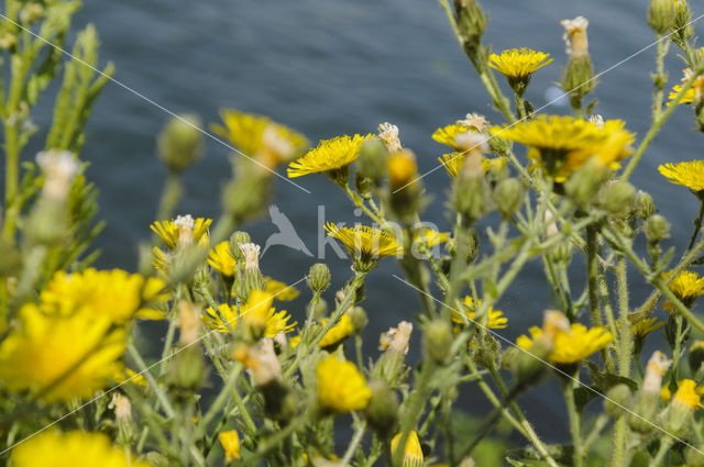 Amplexicaul Hawkweed (Hieracium amplexicaule)