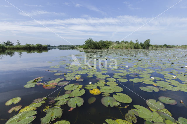 White Waterlily (Nymphaea alba)