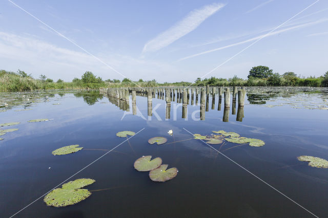 Witte waterlelie (Nymphaea alba)