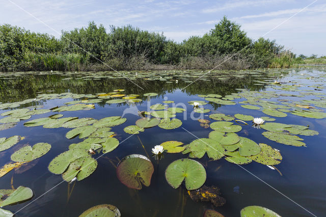 White Waterlily (Nymphaea alba)