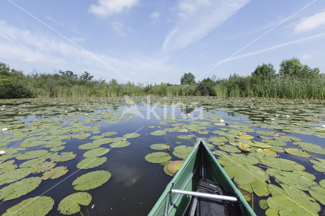 White Waterlily (Nymphaea alba)