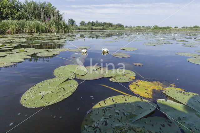 White Waterlily (Nymphaea alba)