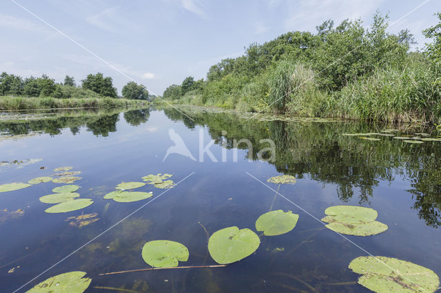 Witte waterlelie (Nymphaea alba)