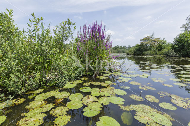 White Waterlily (Nymphaea alba)