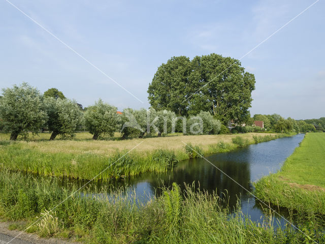 Knotwilg (Salix alba)