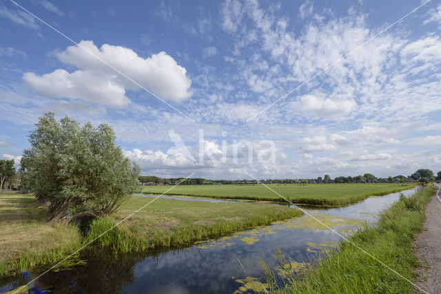 Knotwilg (Salix alba)