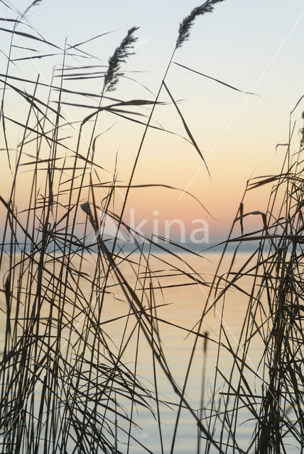 Riet (Phragmites australis)