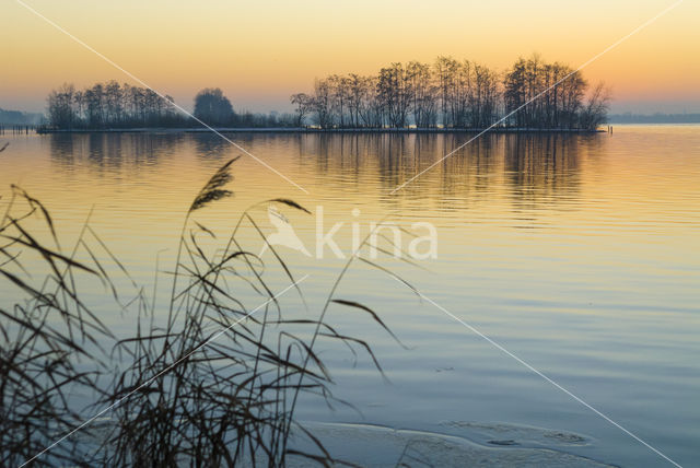 Common Reed (Phragmites australis)