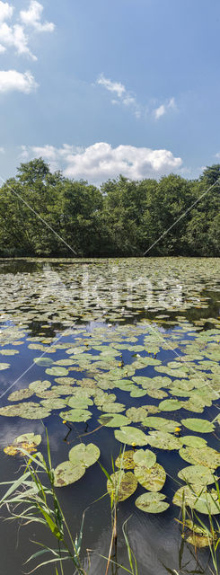 White Waterlily (Nymphaea alba)