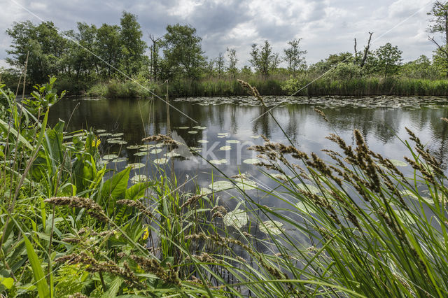 Pluimzegge (Carex paniculata)