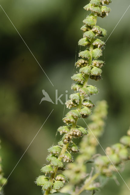 Roman Ragweed (Ambrosia artemisiifolia)