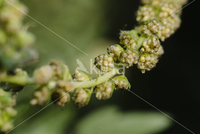 Roman Ragweed (Ambrosia artemisiifolia)