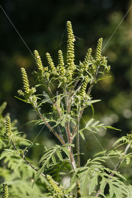 Roman Ragweed (Ambrosia artemisiifolia)