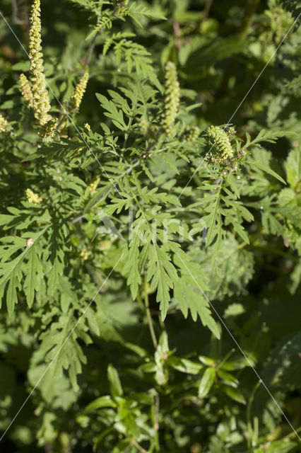 Roman Ragweed (Ambrosia artemisiifolia)