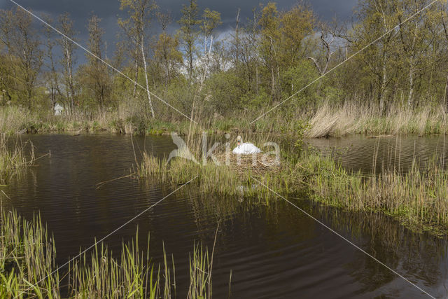 Mute Swan (Cygnus olor)