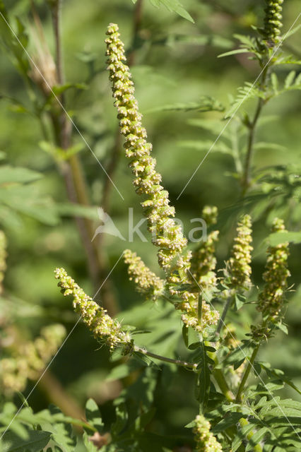 Roman Ragweed (Ambrosia artemisiifolia)