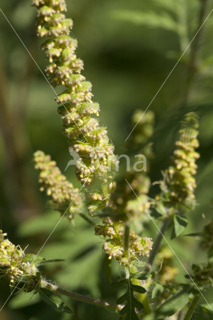 Roman Ragweed (Ambrosia artemisiifolia)