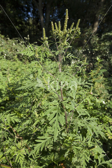 Roman Ragweed (Ambrosia artemisiifolia)