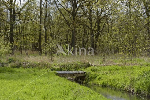 Ankeveense polder