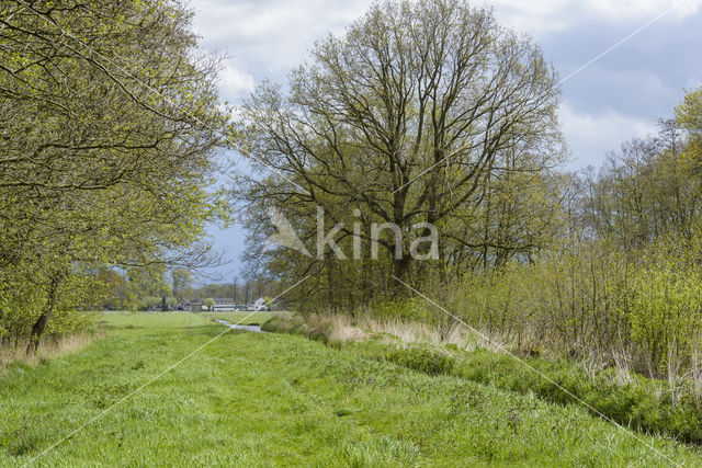 Ankeveense polder