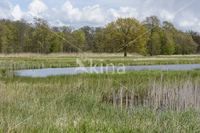 Ankeveense polder