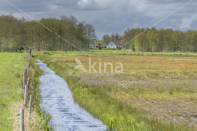 Ankeveense polder