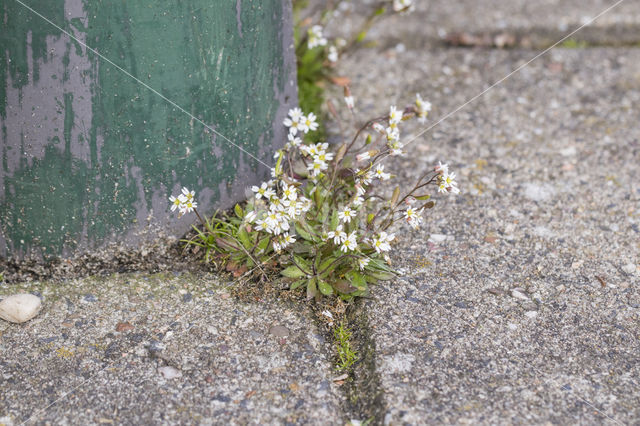 Common Whitlowgrass (Erophila verna)