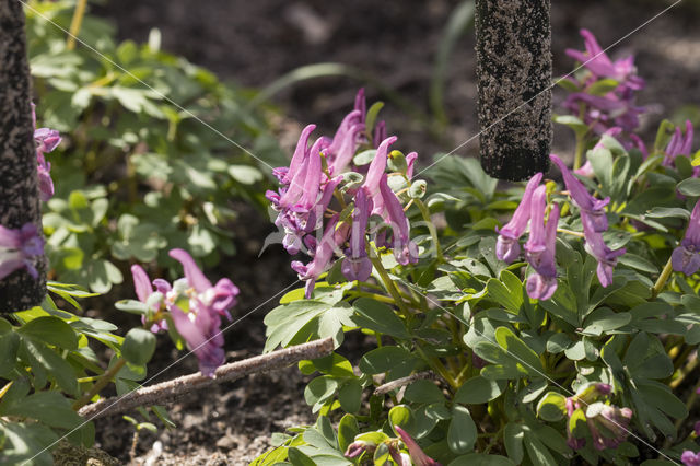 Bulbous Corydalis (Corydalis solida)